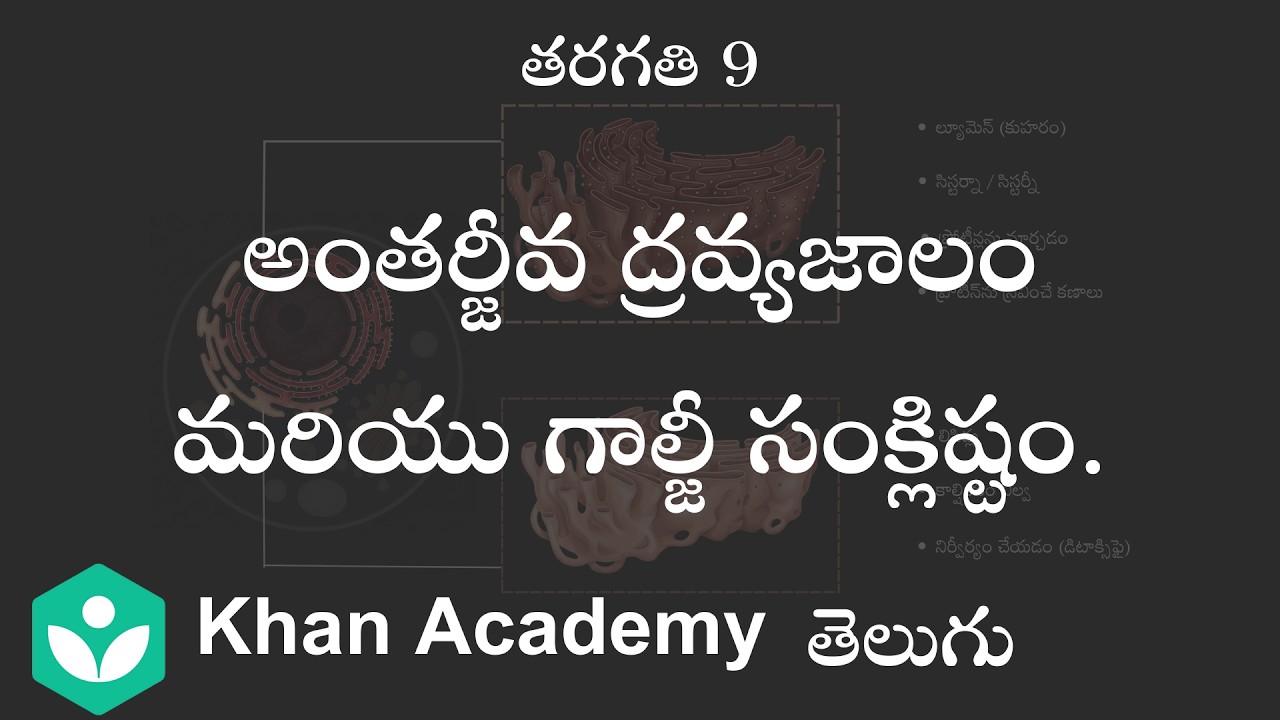 Endoplasmic reticulum and Golgi bodies [Telugu] | Cell structure and function | Class 9| Science