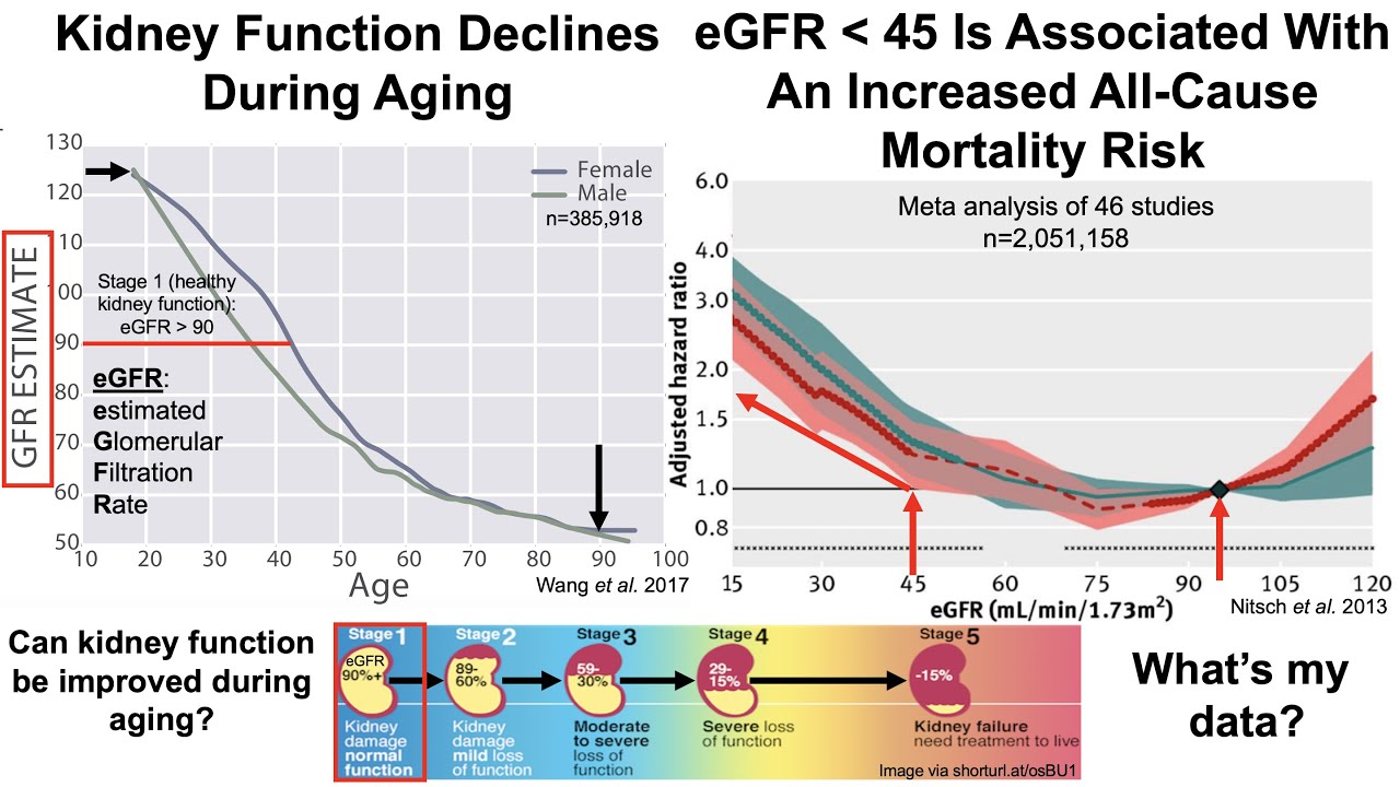 Kidney Function Declines During Aging-Can It Be Reversed?