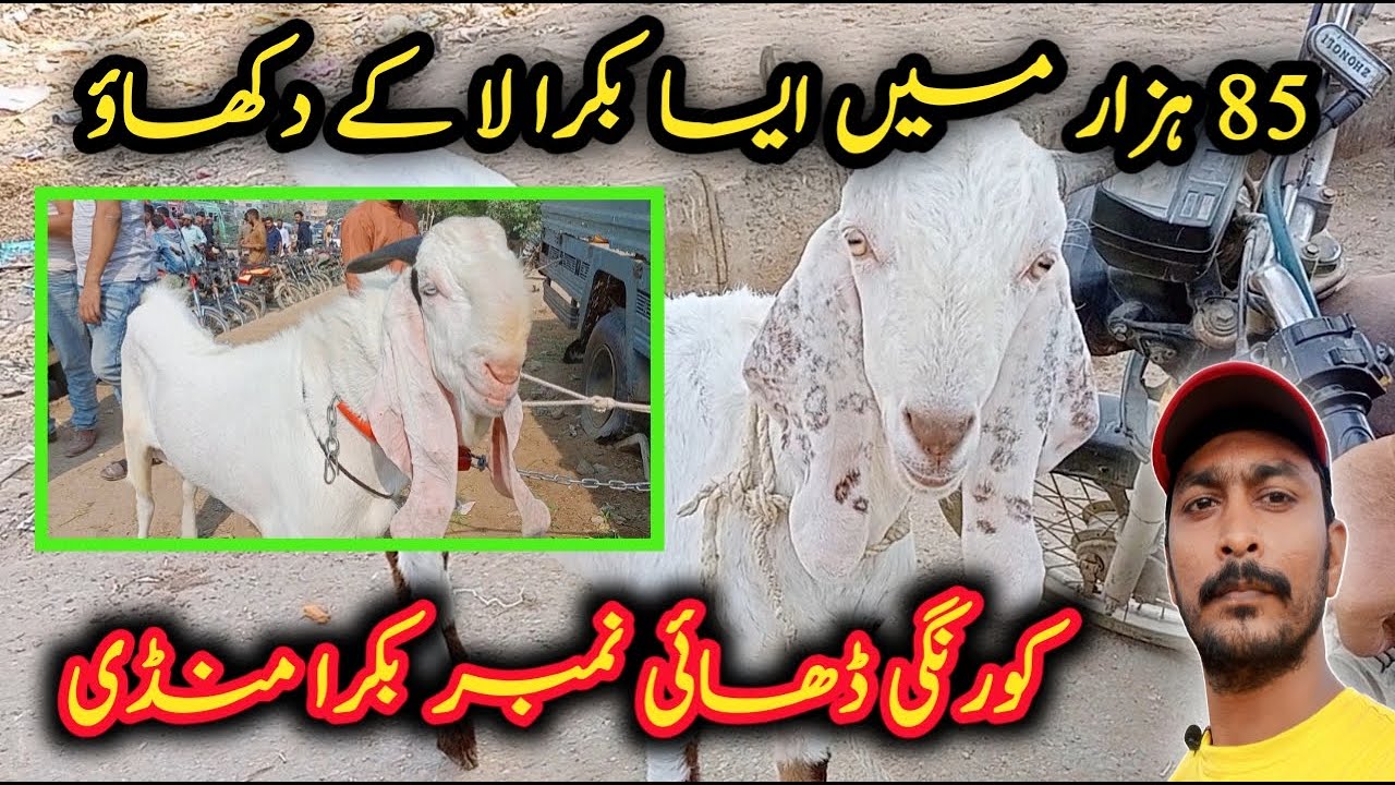 Korangi Bakra Mandi Goat Market Get The Latest  Rate Update For 14 january 2024 | shah Cattel market