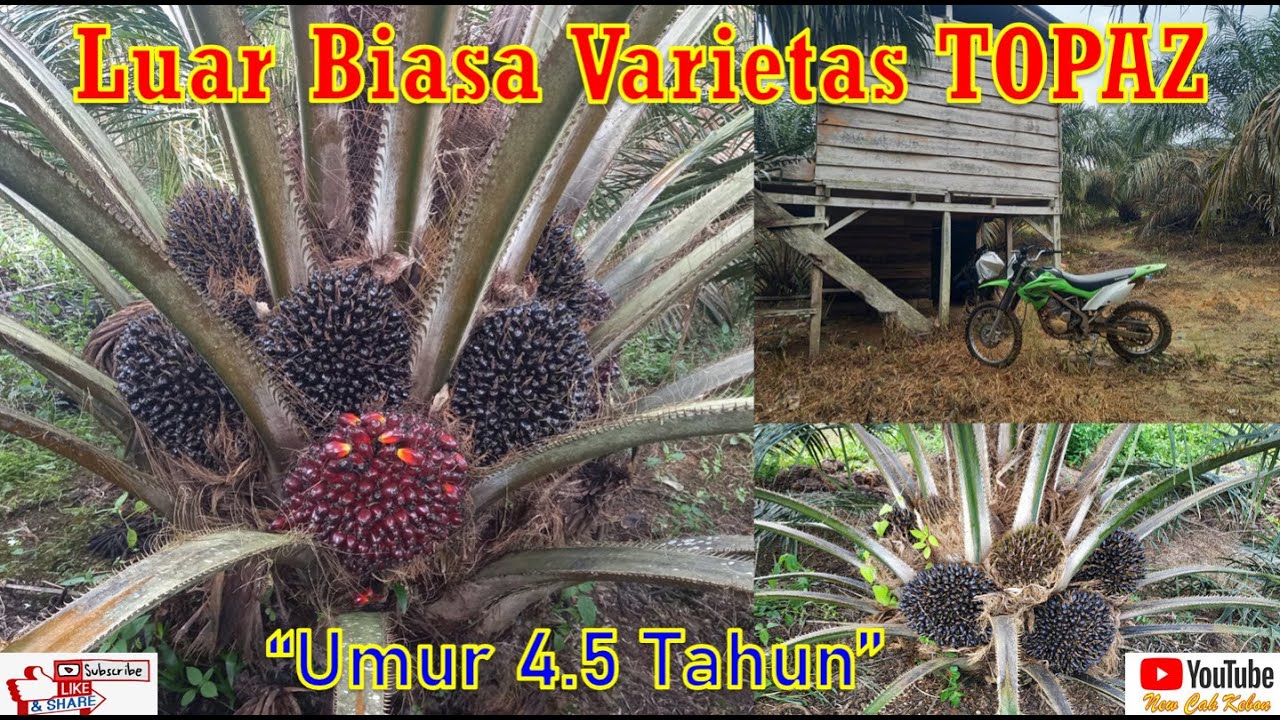 Petani tanam sawit varietas TOPAZ