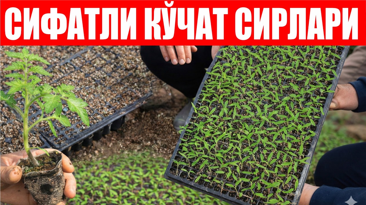 Помидор кўчати тайёрлаш бўйича тажрибали кўчатчидан тавсиялар!