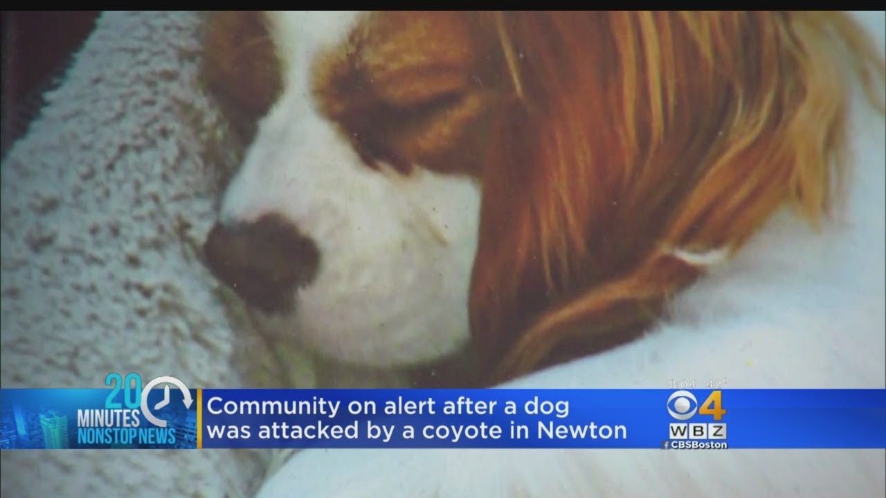Coyote Attack On Newton Dog Leaves Community On High Alert