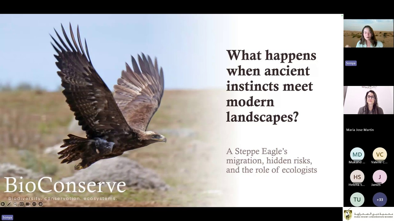 DDCR Webin: A Steppe Eagle's migration across ecosystems, cities, and hidden risks by Sonya Benjamin
