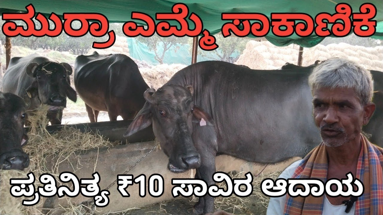 ಮುರ್ರಾ ಎಮ್ಮೆ ಸಾಕಾಣಿಕೆ | ಪ್ರತಿನಿತ್ಯ 10 ಸಾವಿರ ಸಂಪಾದನೆ |ಪ್ರತಿನಿತ್ಯ 40 ಲೀಟರ್ ಹಾಲು| MURRA Buffalo farming