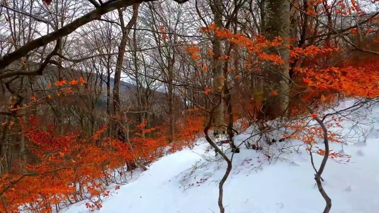 ❄️ Snow Mountains & Forest Climb | KasoloKmMusic LIVE 🎶