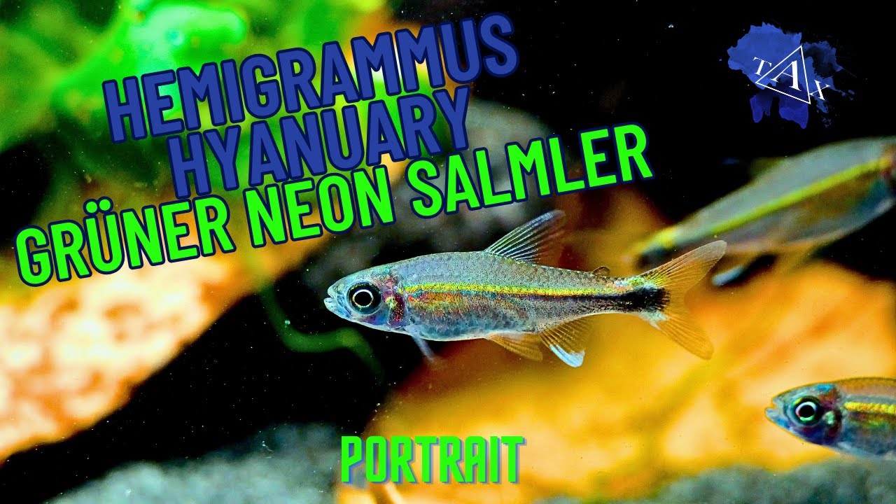 Gr&uuml;ner Neon Salmler I Hemigrammus hyanuary I TAX