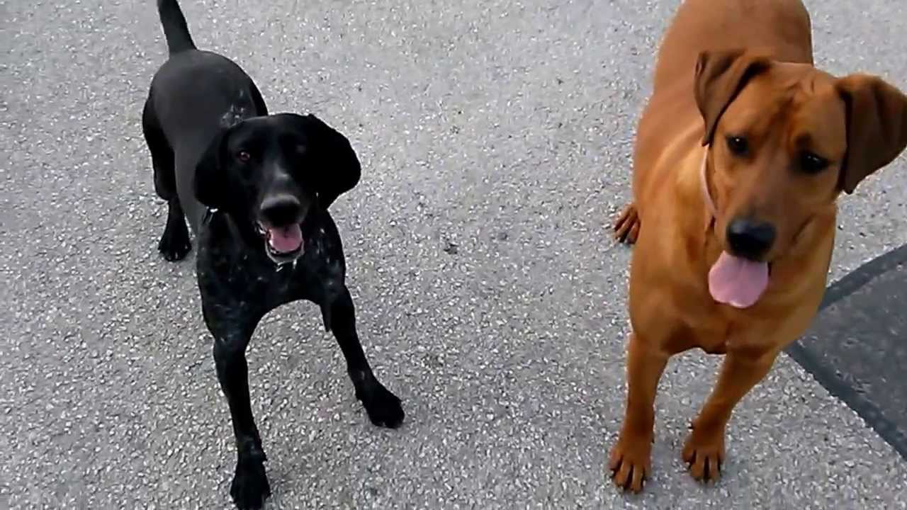 Soma&Kifli labd&aacute;z&aacute;s