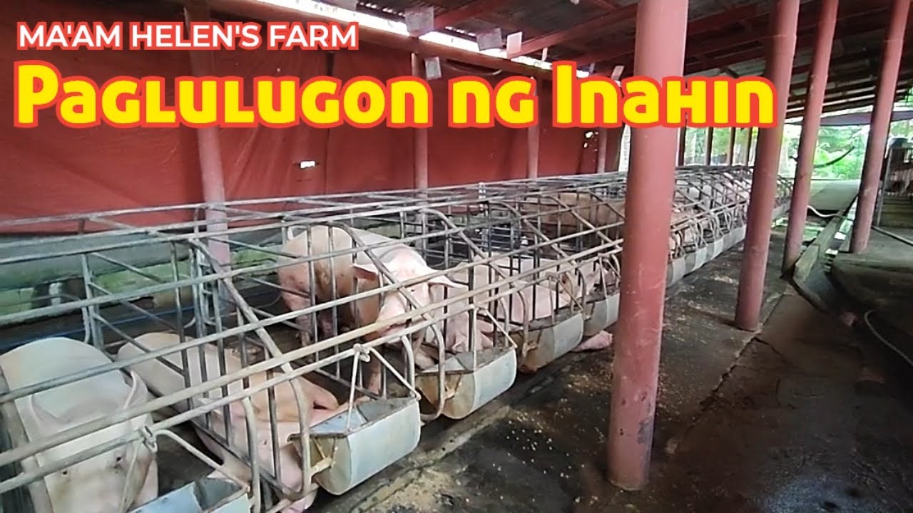 Paglulugon ng Inahing Baboy