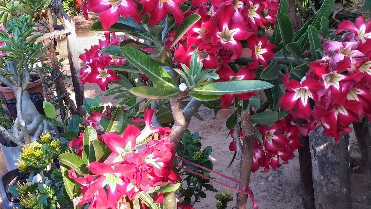 O paraíso de flores da minha mãe 