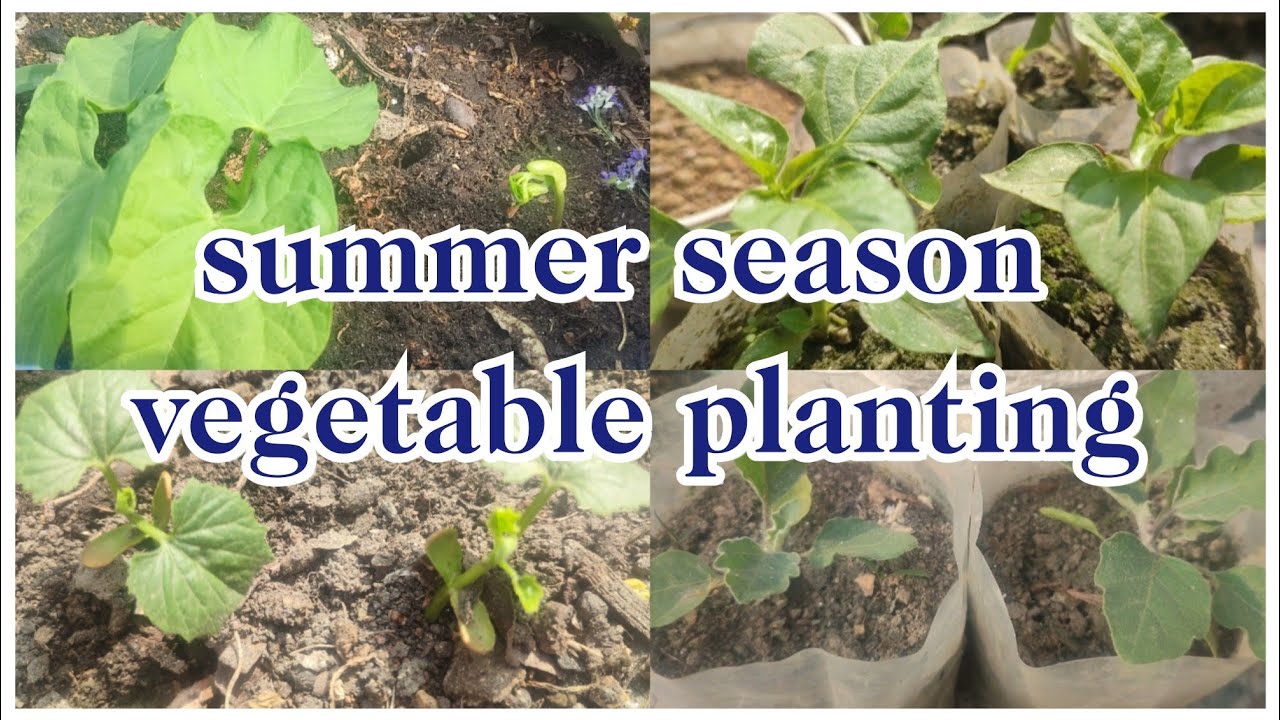 Growing summer season vegetable (फाल्गुन महिनामा लगाउने तरकारीहरू)