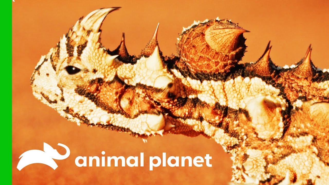 Searching For Weird And Wonderful Australian Reptiles | Coyote Peterson: Brave The Wild