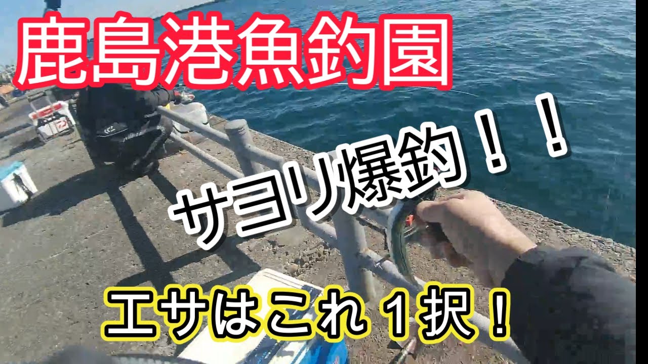 鹿島港魚釣園、サヨリ爆釣!! 付けエサはこれ１択。2026.2.1