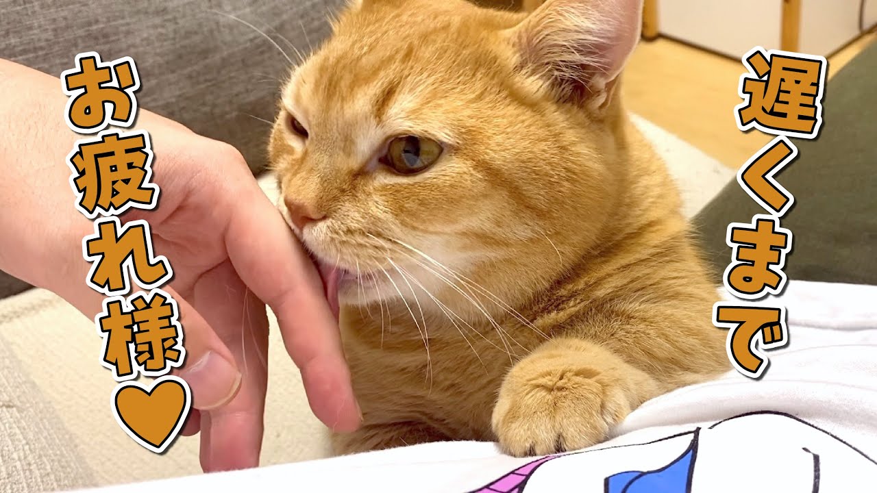 眠くても帰りが遅いパパを癒しに行くのを忘れない優しい猫
