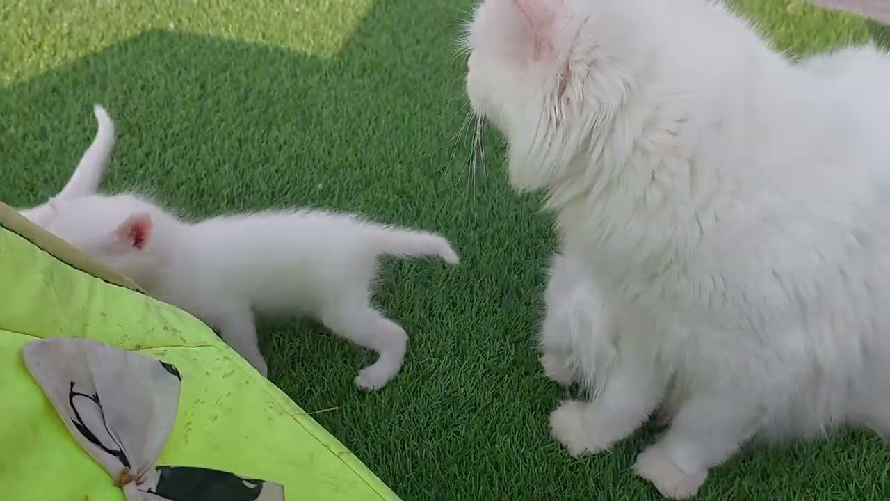 Mama Is Alert When Kittens Are Playing Outside 