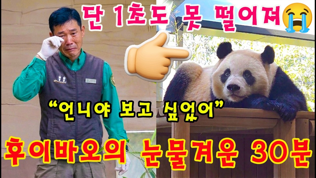 맙소사!!😭 루이바오 언니 '껌딱지' 후이바오의 눈물겨운 30분💨💦 잠시도 떨어지기 싫은 막둥이 😢(눈물주의 ㅠㅠ)👀 