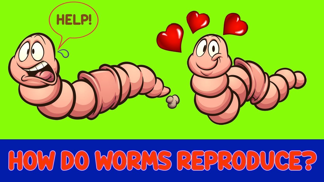 The ULTIMATE GUIDE to WORM REPRODUCTION