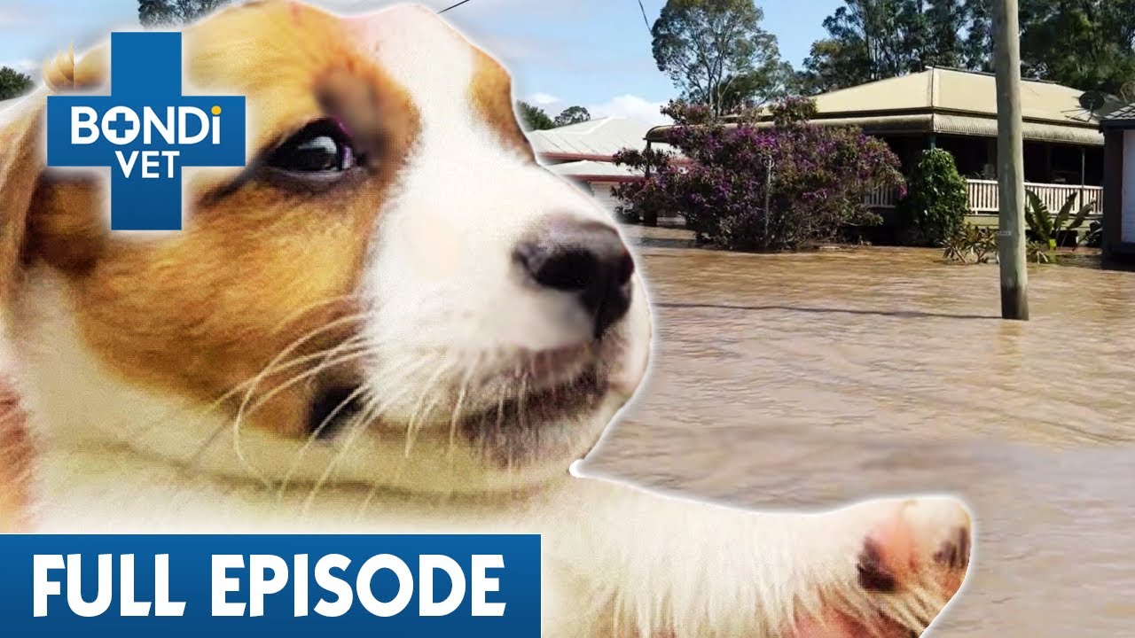 Tiny Puppy Washed Away by Huge Floods 😢 | Bondi Vet Coast to Coast Season 3 Ep 11 | Full Episodes