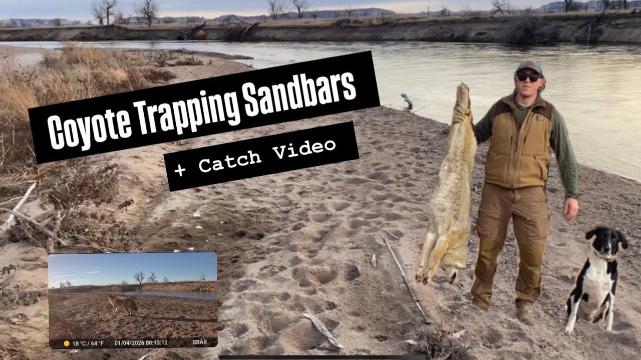 Coyote Trapping - Sandbars, Flat sets and Drags (Catch on Camera)