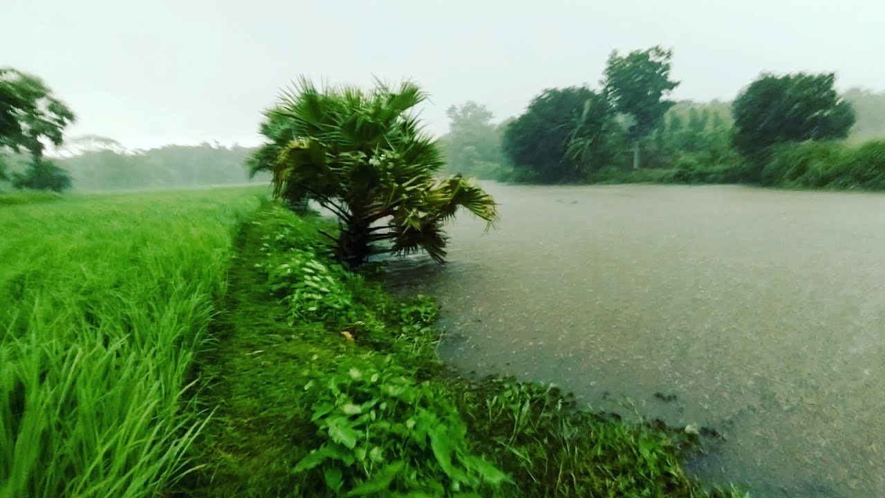 Walking in the Heavy Rain with Wind Through a Village Scenic Road in Bangladesh | Autumn Rainy Day
