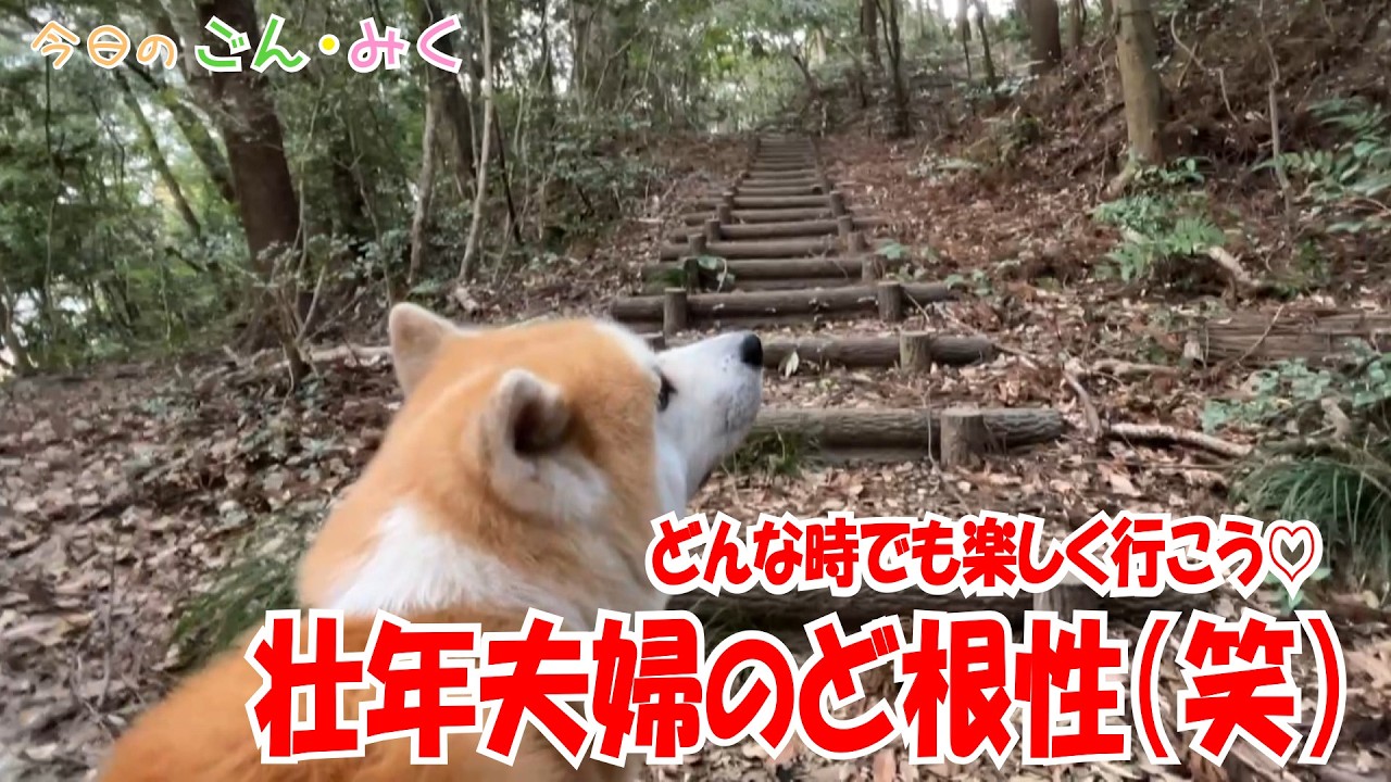 どんな時でも楽しく行こう♡ 「壮年夫婦のど根性（笑）」今日のごん・みく　　秋田犬【ごん・みく チャンネル】