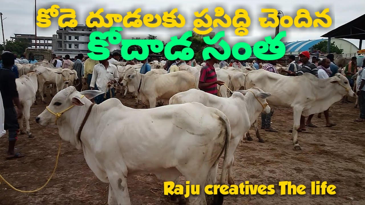 కోడె దూడలకు ప్రసిద్ధి చెందిన కోదాడ సంత # Cattles market