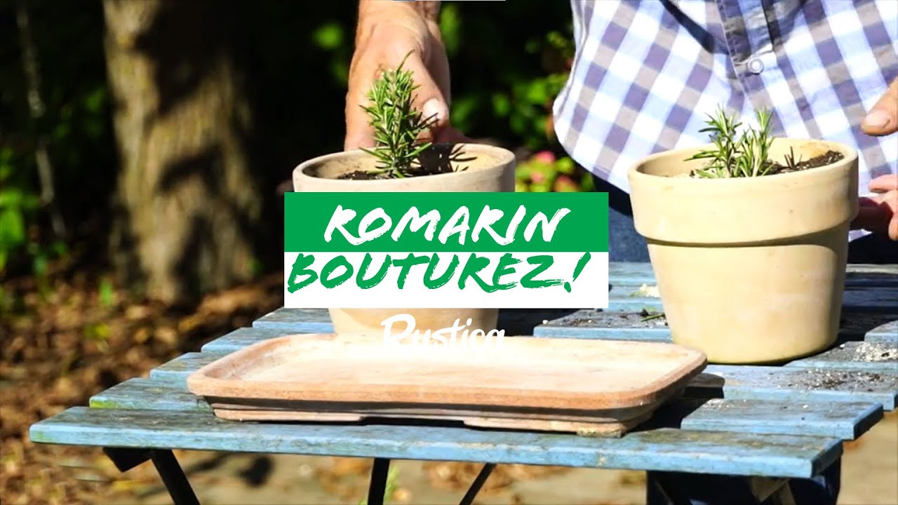 Comment bouturer le romarin