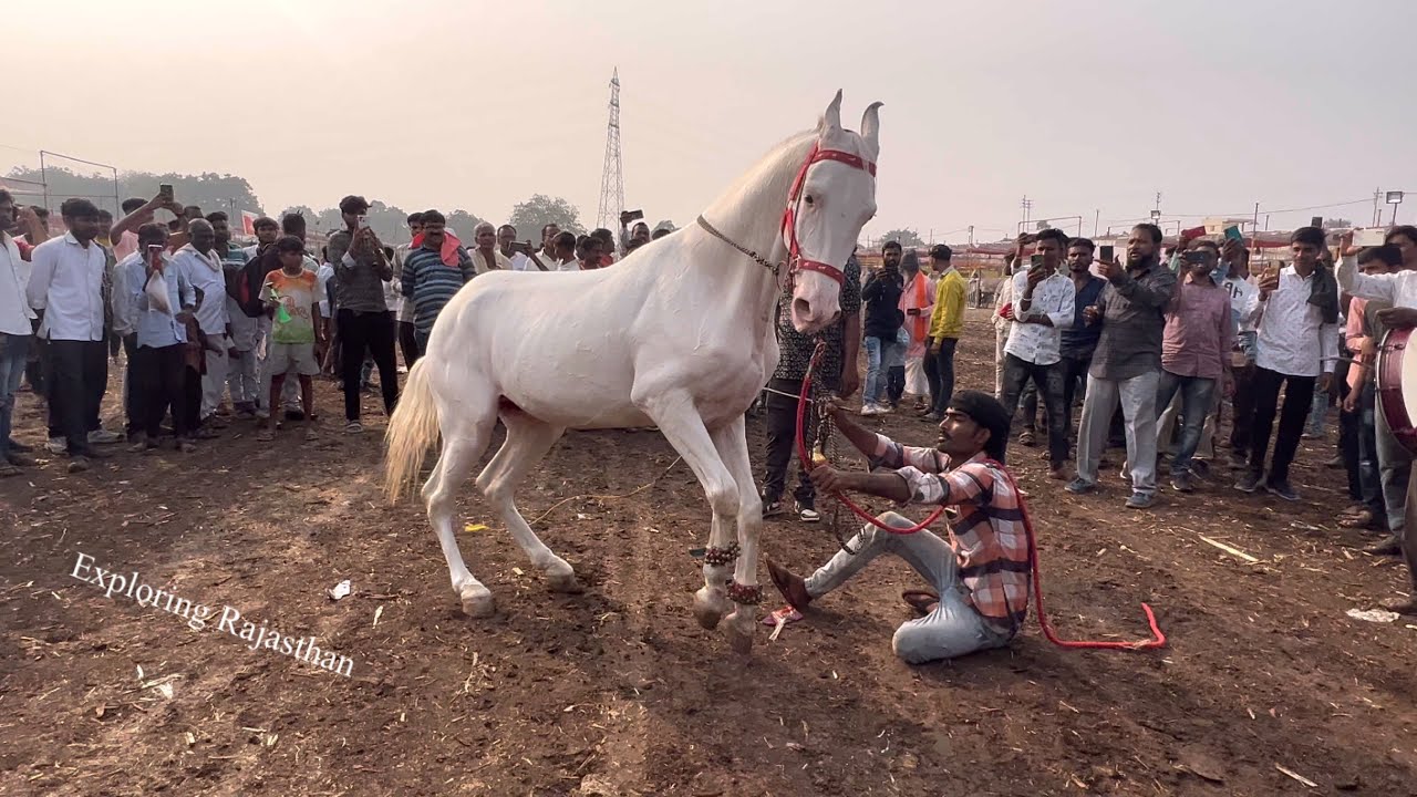 सारंगखेड़ा में यूपी के राधे का ताबड़तोड़ डांस ॥ Horse dance ॥ Chetak festival