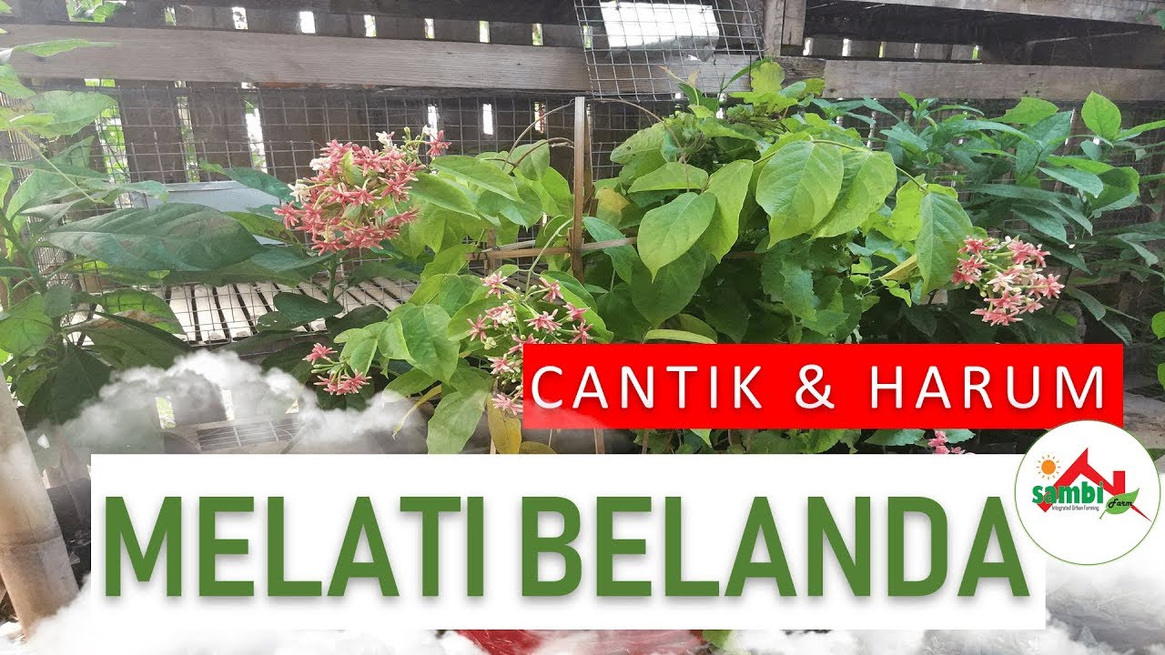 Cantik & Harum Melati Belanda