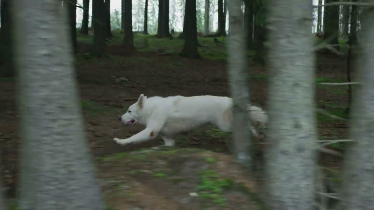 Dog running through the woods - Animation reference
