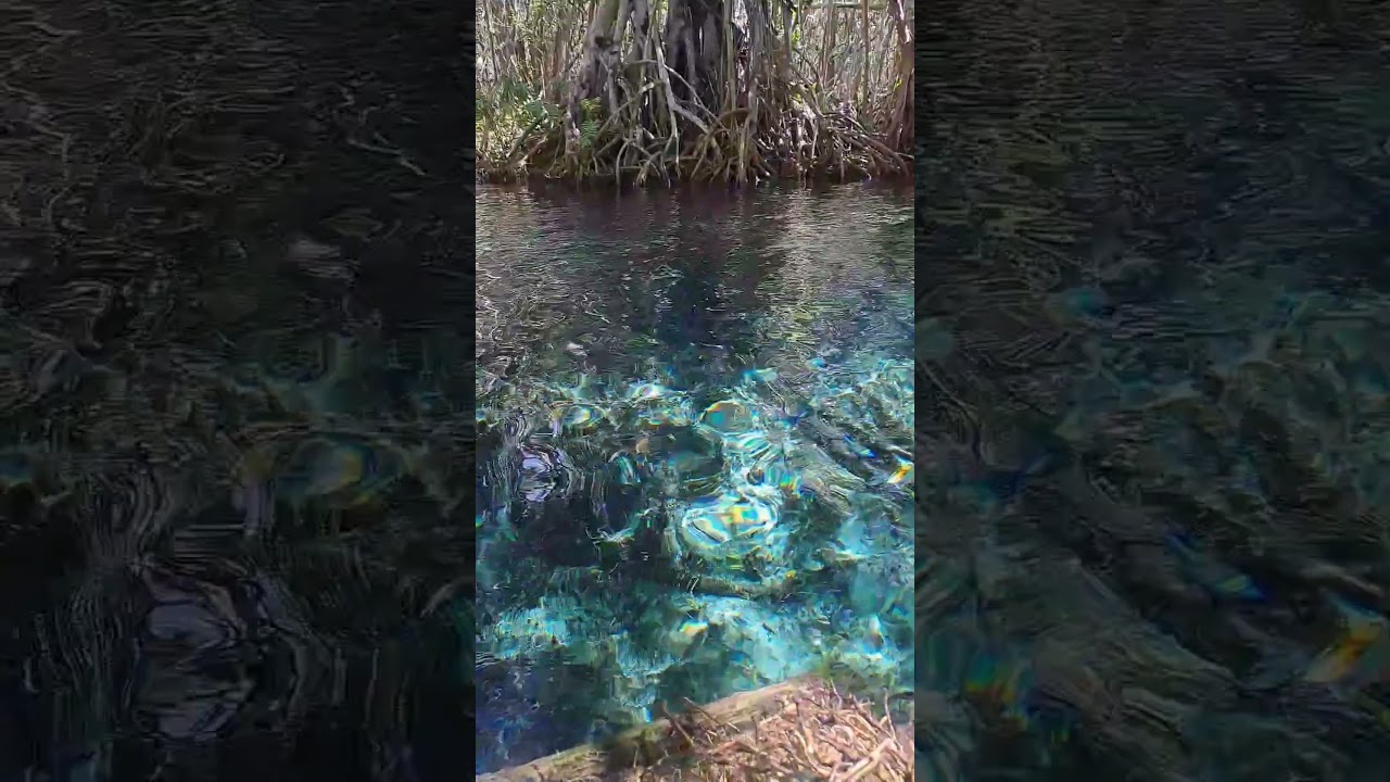 As&iacute; se siente nadar en aguas cristales en medio del manglar 🤩💙