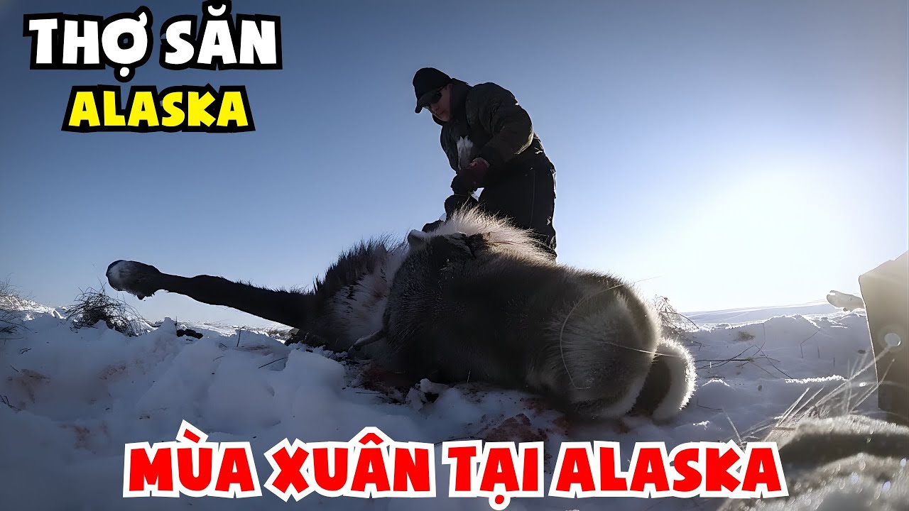 Thợ Săn Alaska: Mùa Xuân Trở Lại Trên Vùng Đất Băng Giá