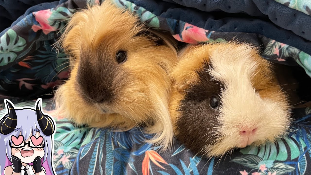 VOLL VERGESSEN! Das wollte ich den Meerschweinchen letztes Jahr schon geben...