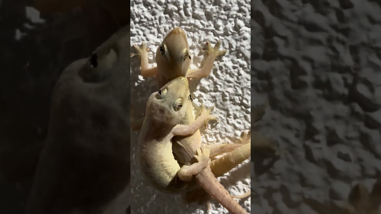House Lizard Mating