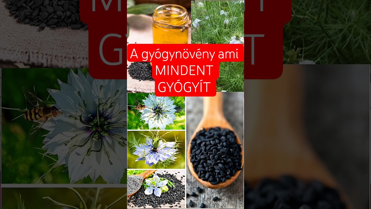 A gy&oacute;gyn&ouml;v&eacute;ny ami MINDENT GY&Oacute;GY&Iacute;T🌱 #nigellasativa #shorts #eg&eacute;szs&eacute;g #immunerős&iacute;t&eacute;s