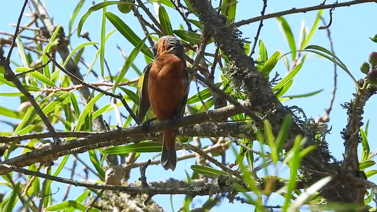 Capuchino Canela ( Sporophila hypoxantha )