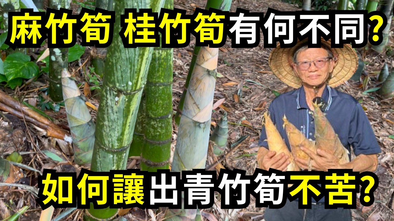 出青竹筍如何處理不會苦?麻竹筍和桂竹筍有何不同?為什麼在竹子根部蓋棉被或黑布?從竹林生長方式了解台灣竹筍| 阿星種植