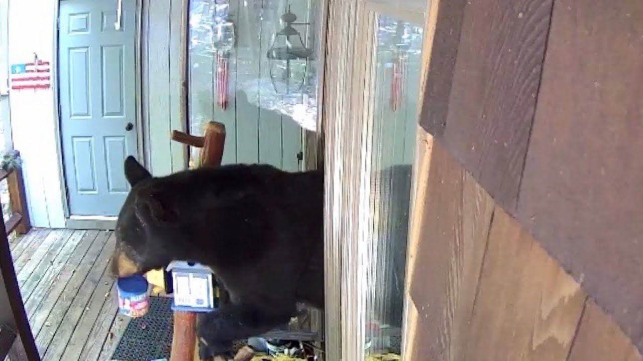 Bears Steal Food From Kitchen