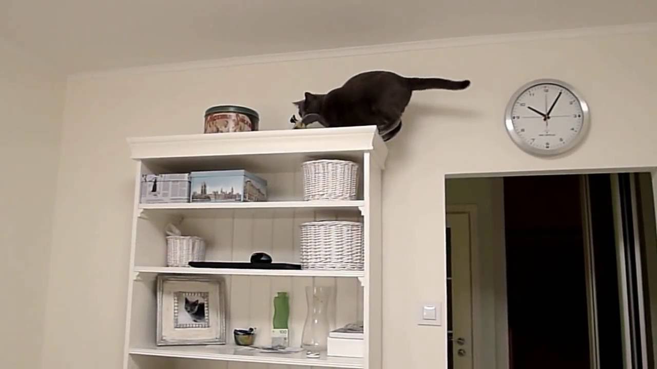 BALBINA kot kartuski 11 m-cy (chartreux cat) - 8. LATAJĄCY KOT