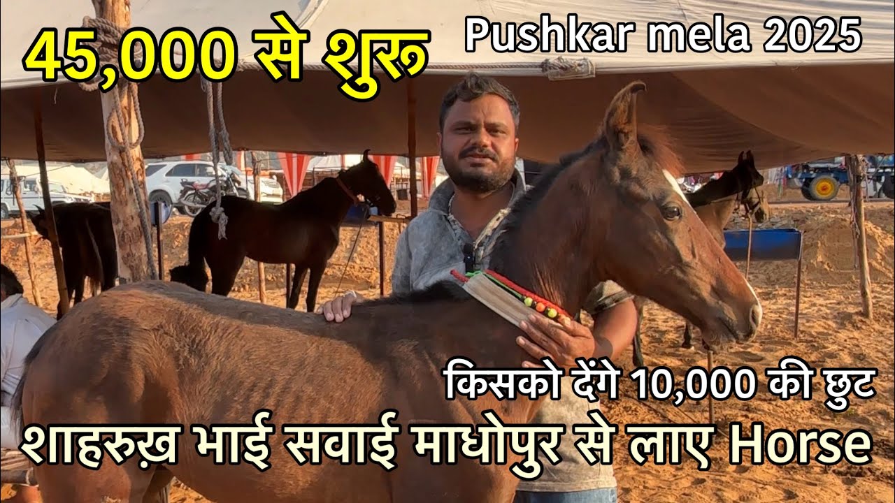 शाहरुख भाई सवाई माधोपुर से बेचने लाए घोड़िया और बछेरे 45 हजार के साथ ऑफर क्यो | Pushkar mela 2025