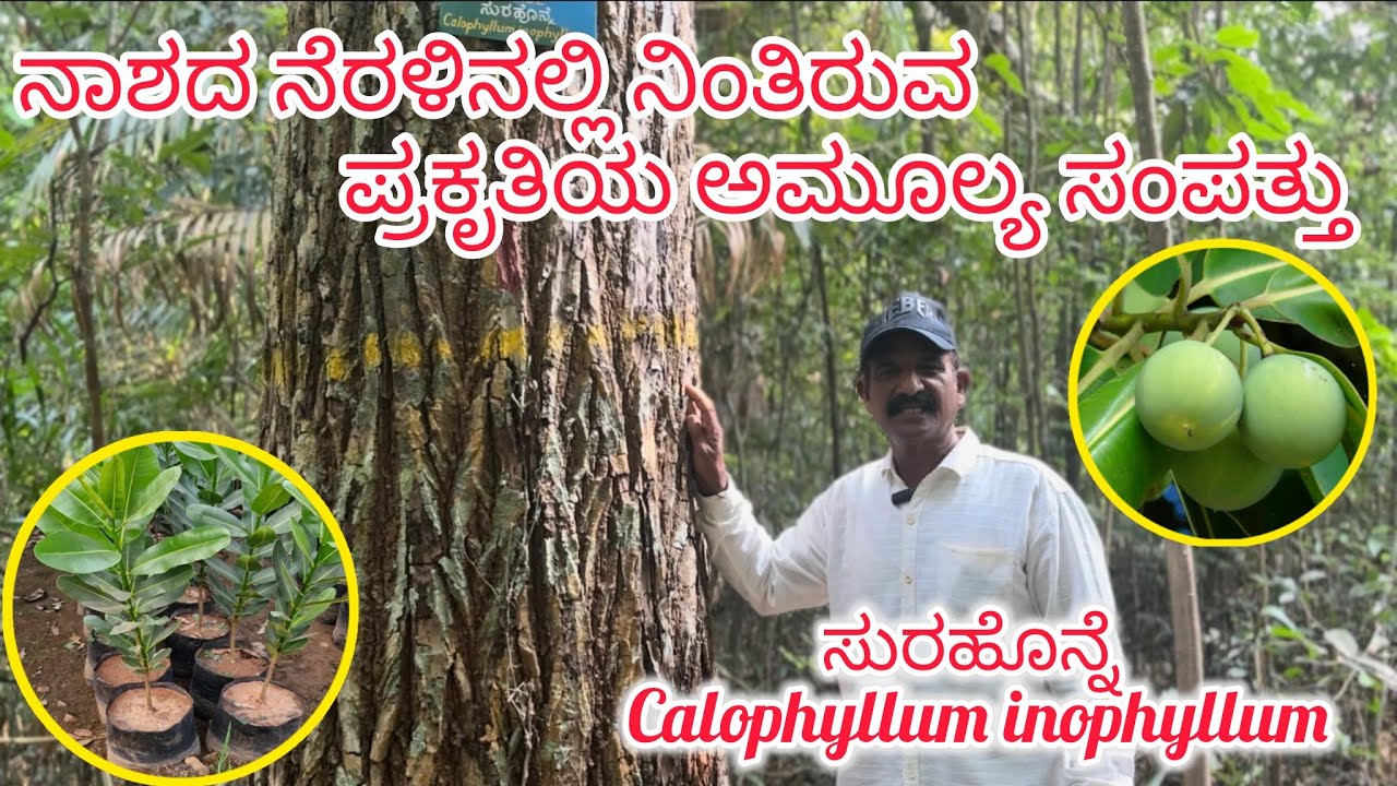 ಸುರಹೊನ್ನೆ ಮರದ ಉಪಯೋಗ ಮತ್ತು ಸಂಪೂರ್ಣ ಮಾಹಿತಿ. Calophyllum inophyllum tree Complete information.