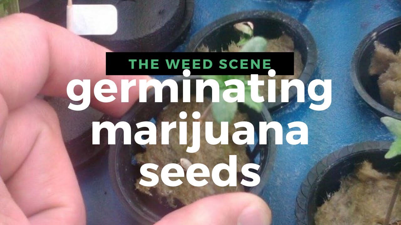 Seed Germination Fast Process - Marijuana Seed Germination Methods - TheWeedScene.com