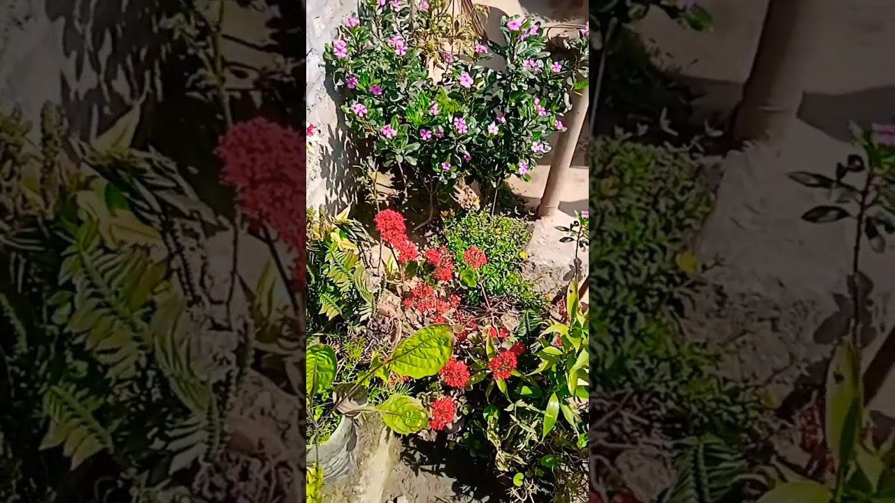 mini garden 🌺