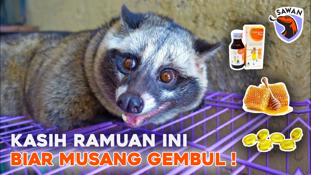 VITAMIN TERBAIK untuk MUSANG biar GEMBUL! #SAWAN