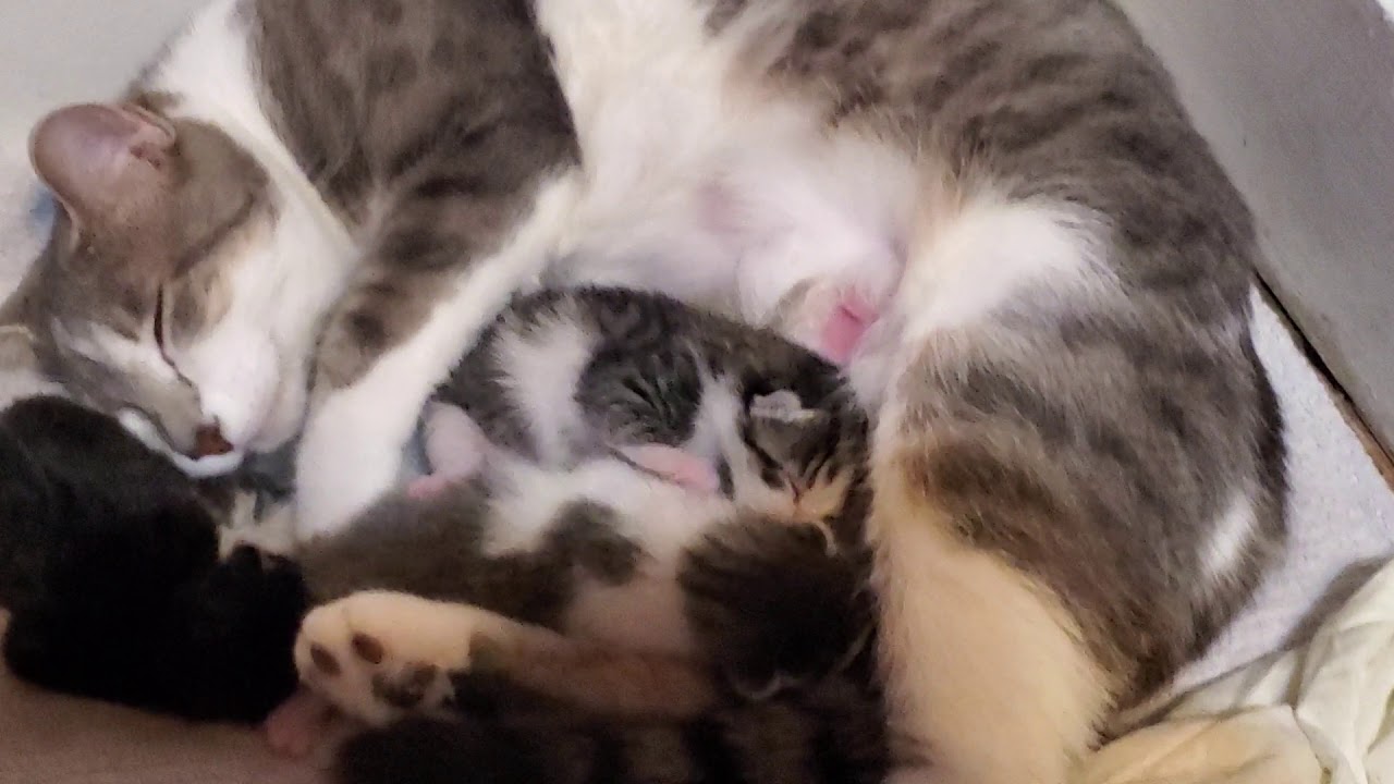 Kittens fighting over milk