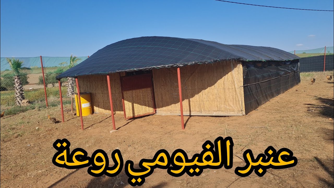 عنبر متنقل الفيومي ذهبي