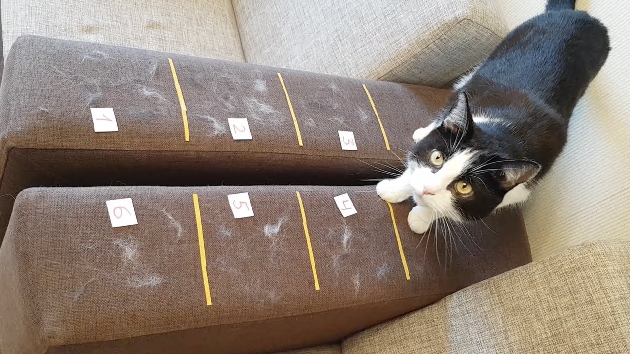 Cat's hairs... What will clean the sofa best?