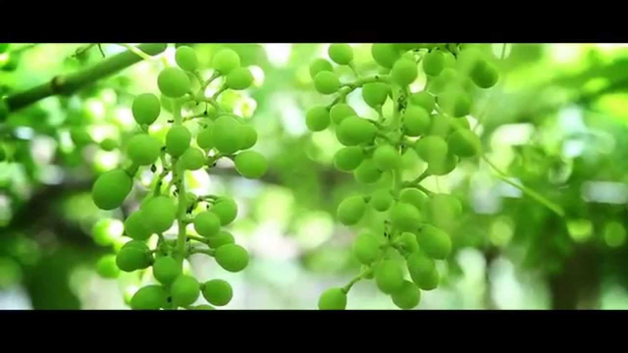 Urussanga- Terra do bom Vinho