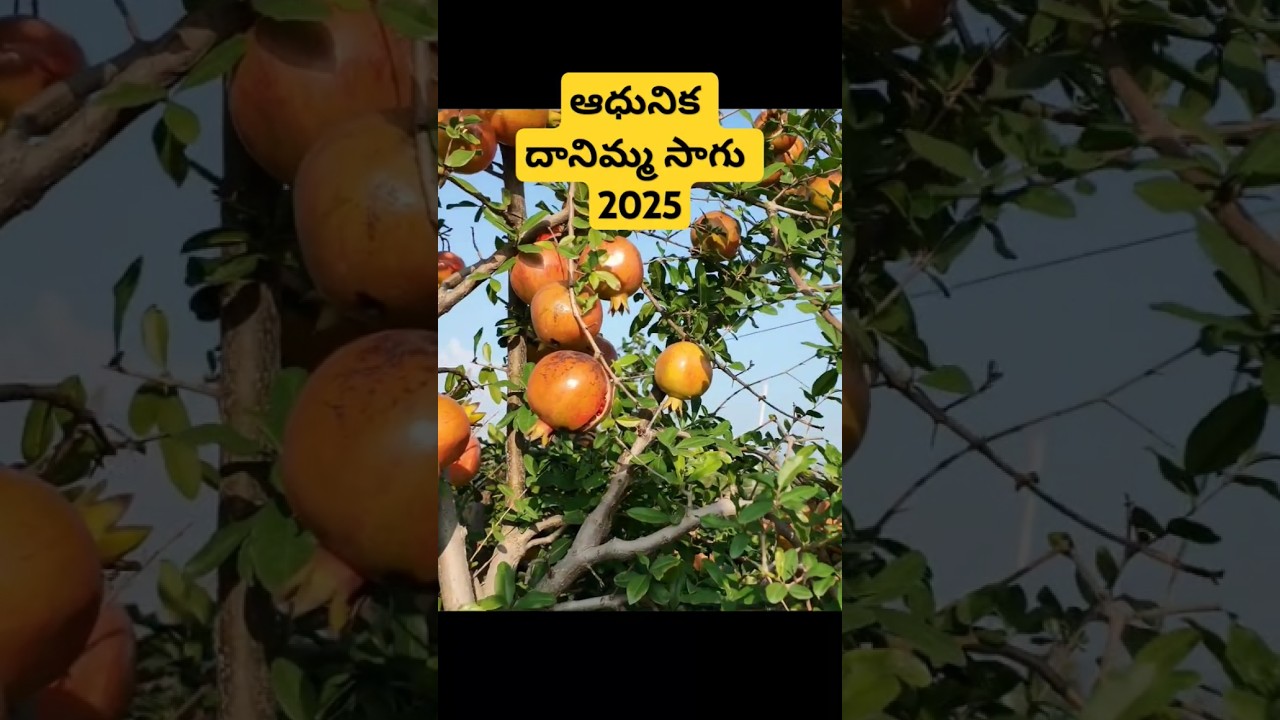 15 ఎకరాల్లో ఆధునిక సాంకేతిక 