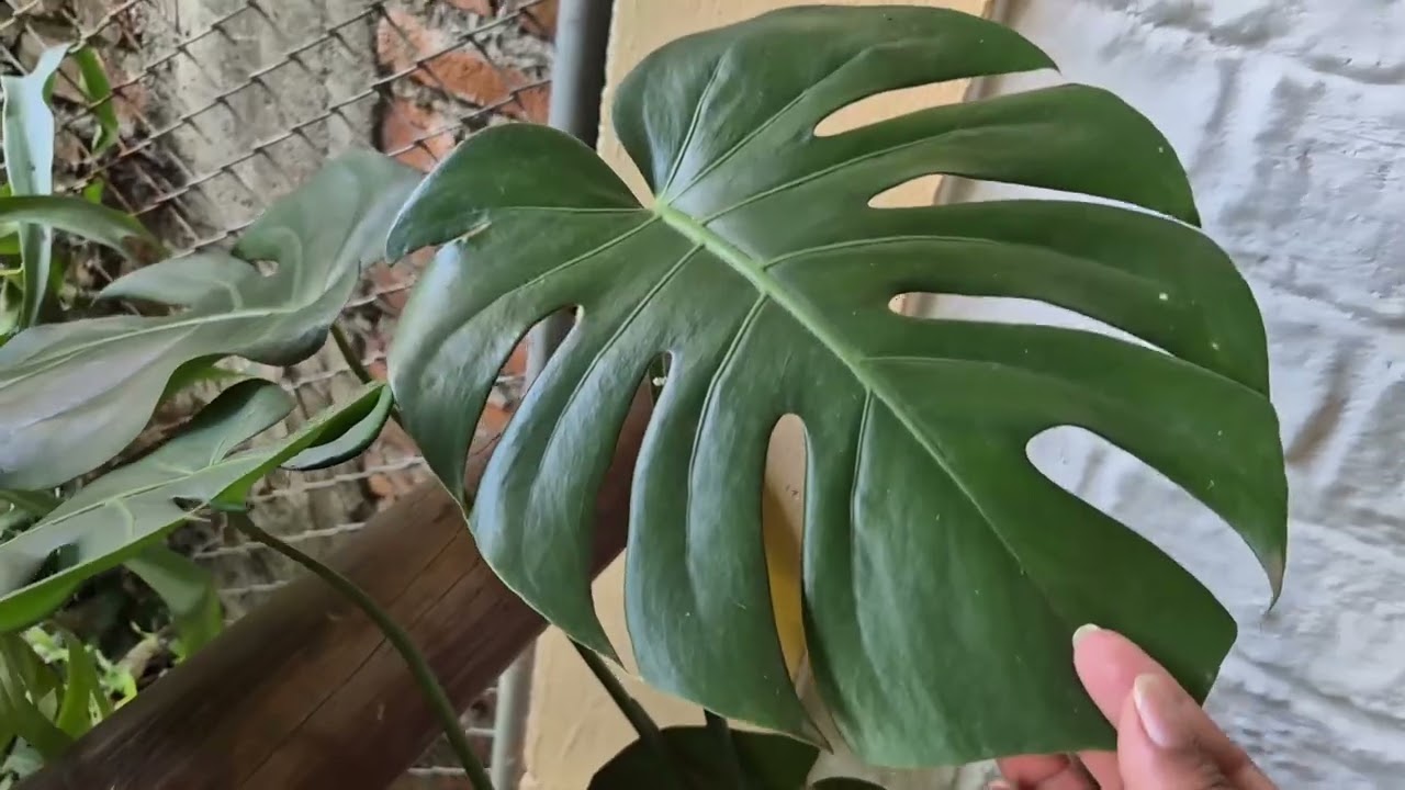 LES SUGIERO ESTAS PLANTAS PARA PONER EN SOMBRA/Liliana Muñoz