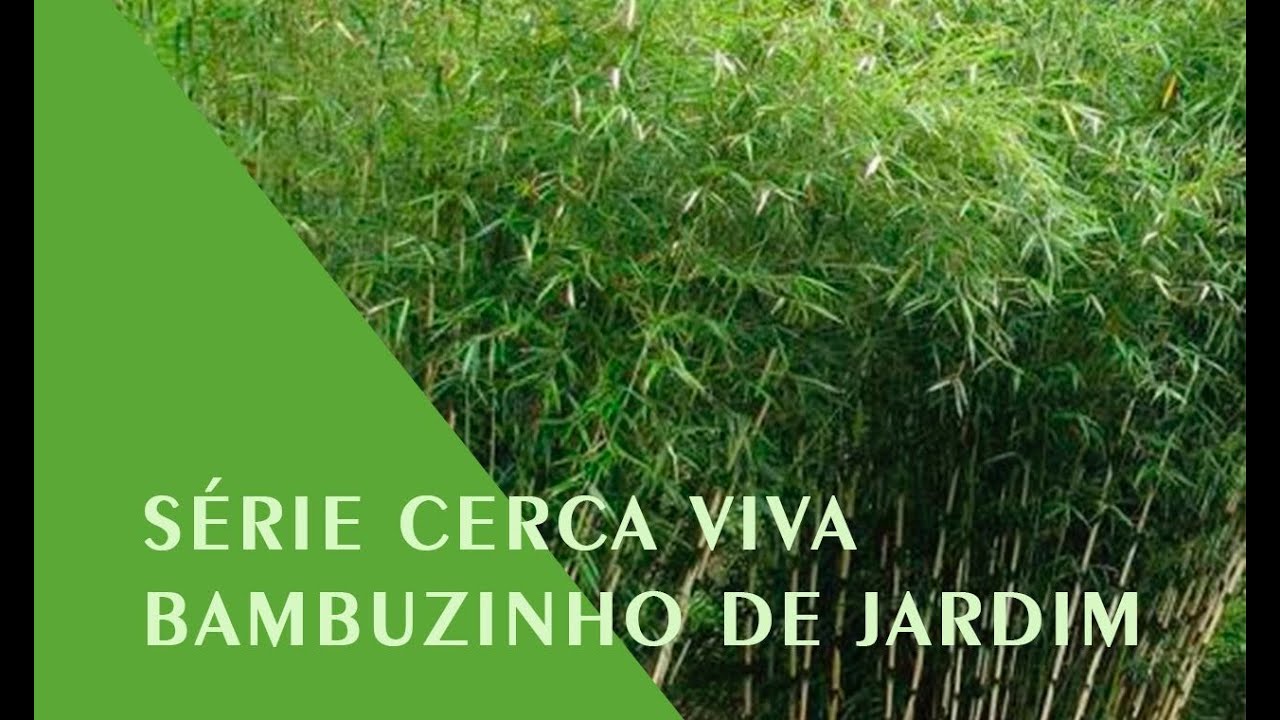 S&Eacute;RIE CERCA VIVA - BAMBU DE JARDIM (BAMBUZINHO DE JARDIM)